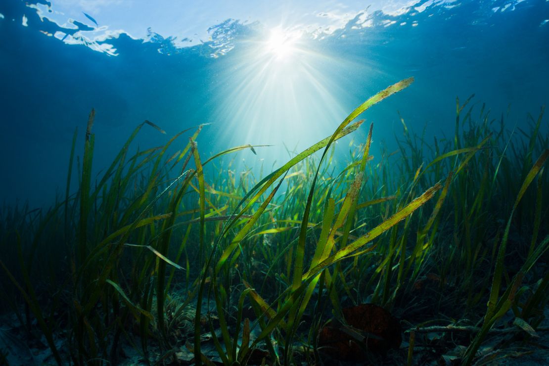 Seagrass, Cenderawasih Bay, West Papua, Indonesia