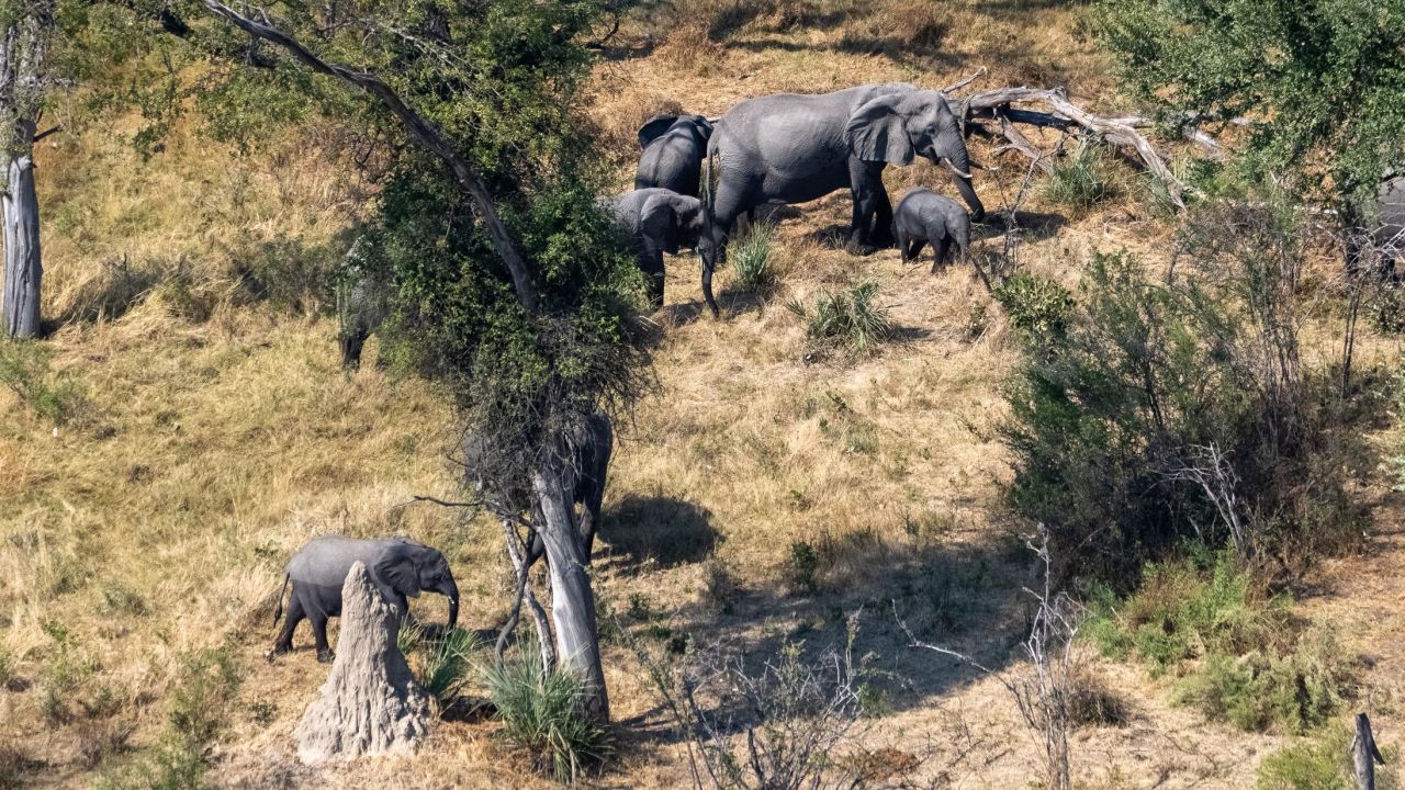 Il conflitto uomo-fauna selvatica è la principale causa di elefanti orfani in Botswana, afferma la fondatrice di Elephant Havens, Debra Stevens.