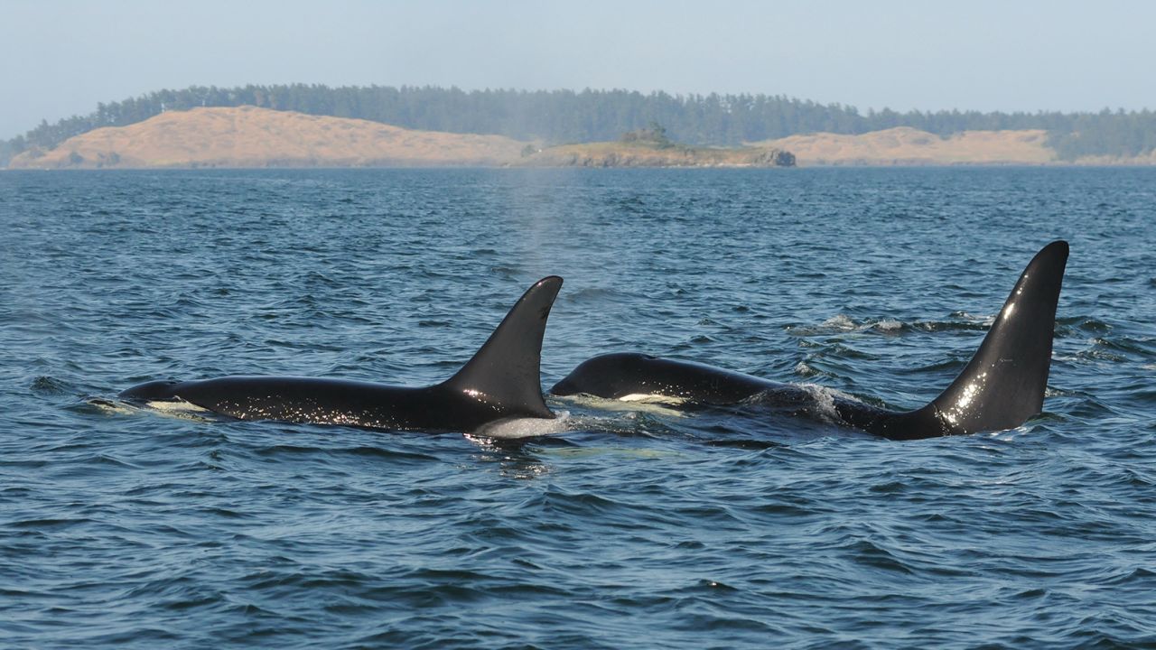 Female killer whales live up to 90 years in the wild, and most live an average of 22 years after menopause.