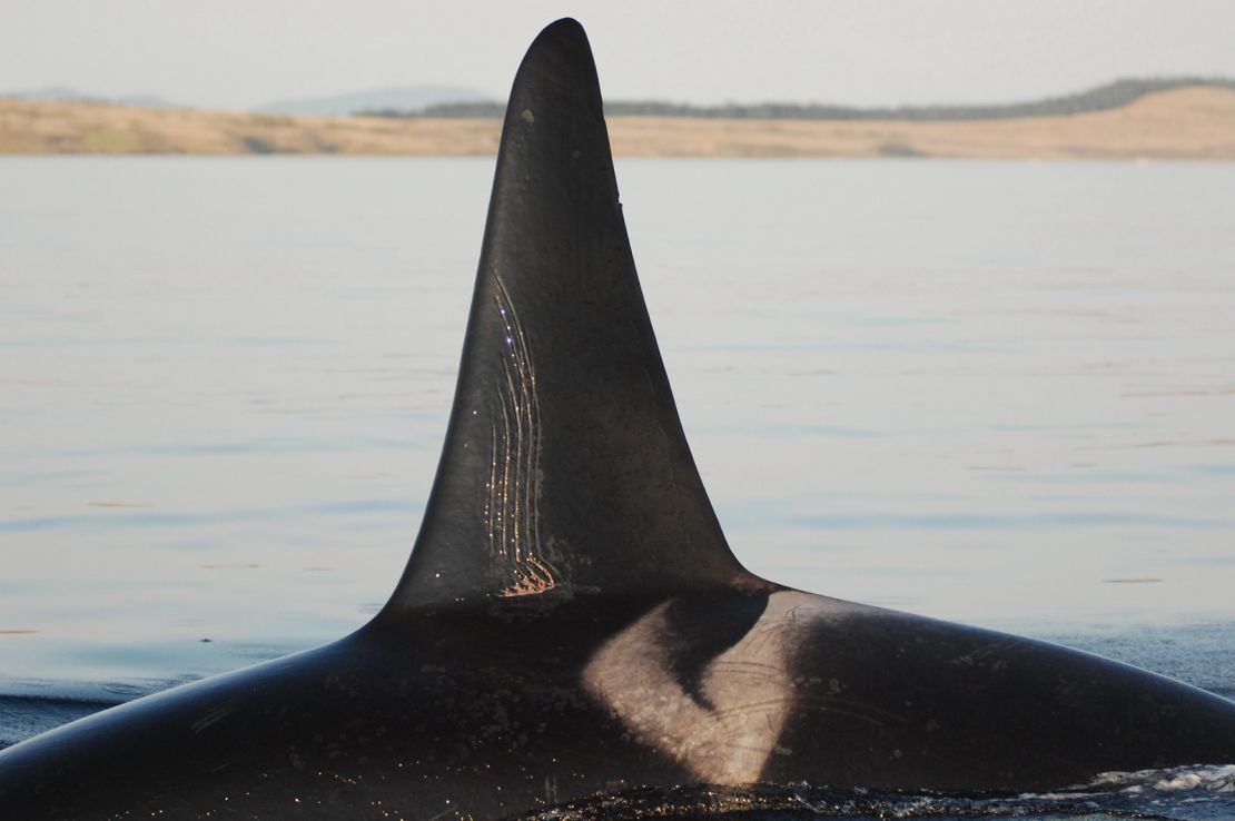 Tooth rake marks on an adult male orca's dorsal fin indicate fighting or rough play with other killer whales, said animal behavior scientist Charli Grimes of the UK's University of Exeter.