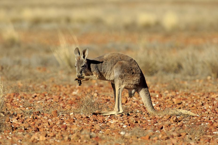 Pooping, splooting, spitting: How wild animals beat the heat