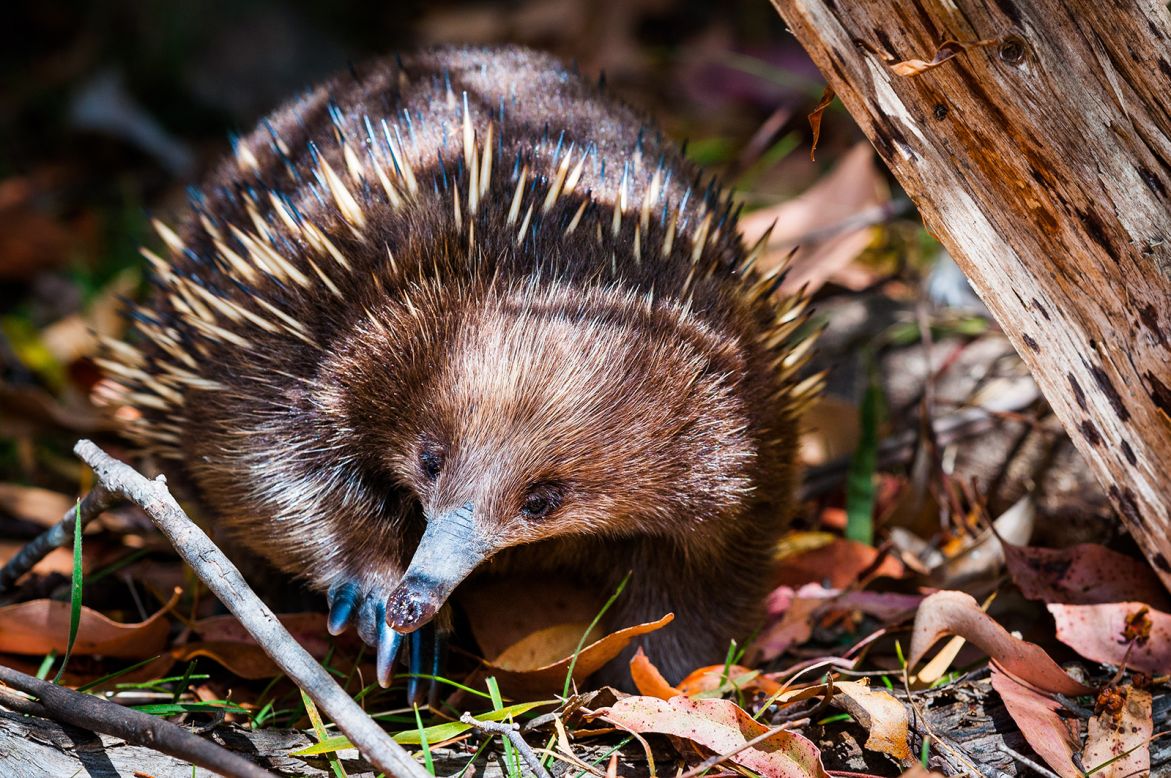 Recent <a href="https://royalsocietypublishing.org/doi/10.1098/rsbl.2022.0495" target="_blank" target="_blank">research</a> has found that short-beaked echidnas blow snot bubbles to regulate their temperature. The mucus wets the tip of their snouts, cooling large pools of blood in their beak when the moisture evaporates.