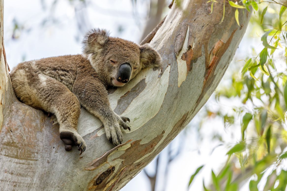 Far from just resting, koalas can reduce their body temperature by sprawling out in trees. Known as "heat dumping," the marsupials push their thin fur against the cool branches to expend body heat, according to 2014<strong> </strong><a href="https://www.theguardian.com/environment/2014/jun/04/koalas-have-learned-a-new-trick-to-beat-the-heat-scientists-say" target="_blank" target="_blank">research</a>. <strong>Scroll through the gallery to see more ways animals stay cool.</strong>