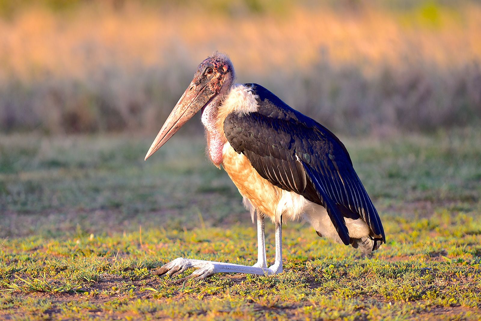 Pooping, splooting, spitting: How wild animals beat the heat