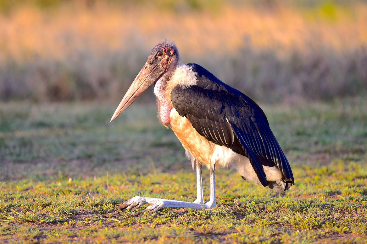 Marabou storks are one long-legged bird known to excrete on their legs when overheated. As the liquid -- a mixture of feces and urine -- evaporates, it cools their bodies.