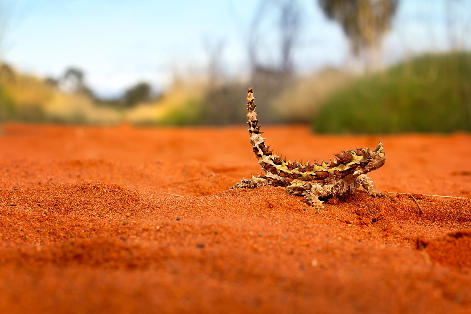 8 Ways Wild Animals Beat the Heat