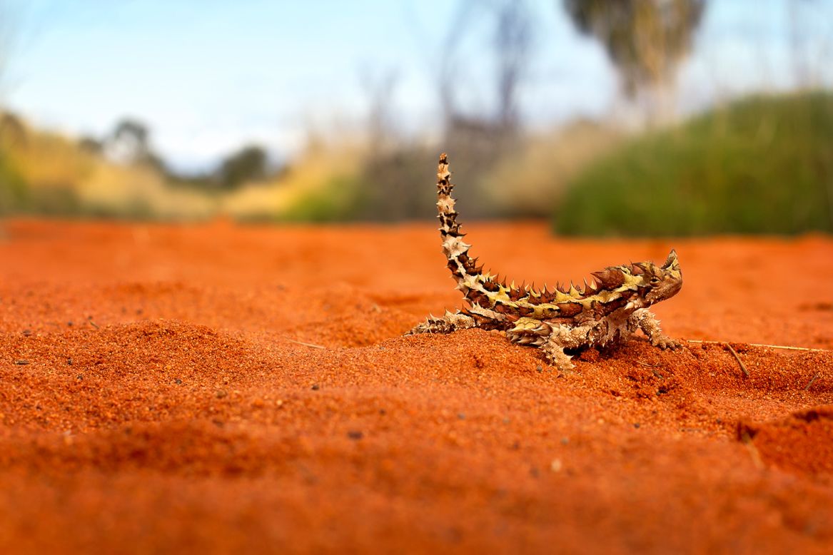 The surface of a thorny devil lizard's skin has a network of miniscule grooves that allow it to "drink" through its body. Moisture soaked up from the sand travels via capillaries to its mouth.