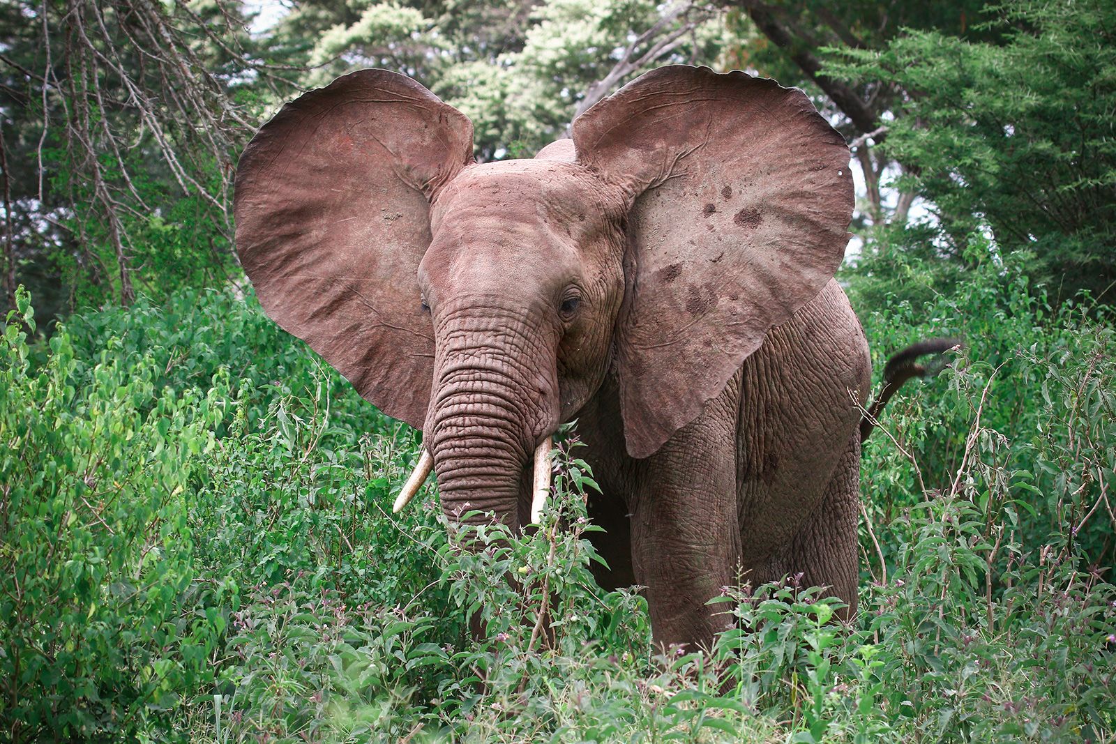 Pooping, splooting, spitting: How wild animals beat the heat