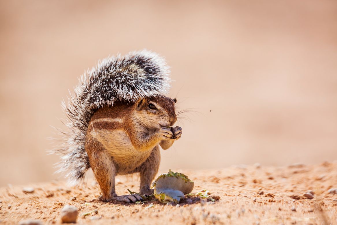 Cape ground squirrels have a built-in defense against the sun: a big bushy tail that acts as portable shade. 