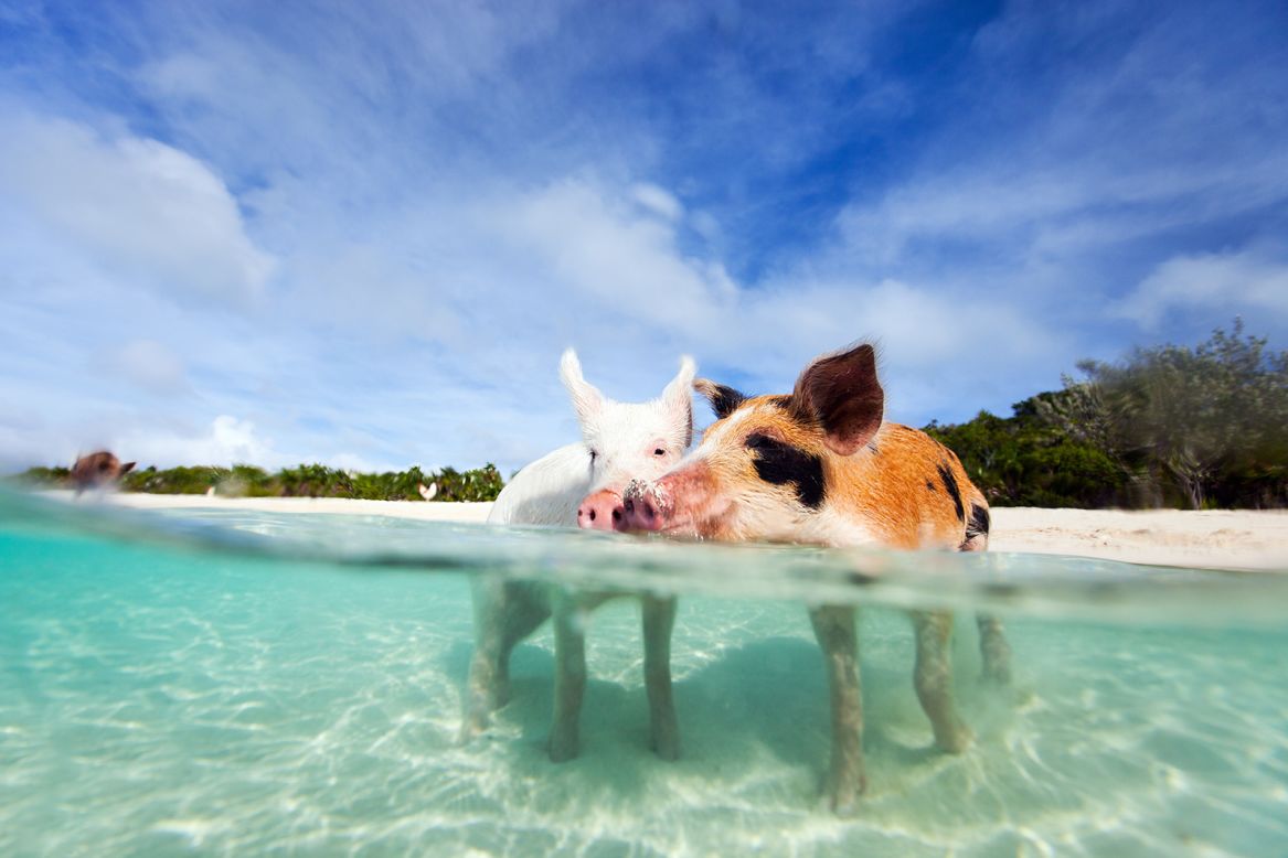 The swimming pigs of Exuma in the Bahamas have gained a global reputation for their love of cooling off in open water. Big Major Cay is often dubbed "Pig Beach" in reference to the inhabitants.
