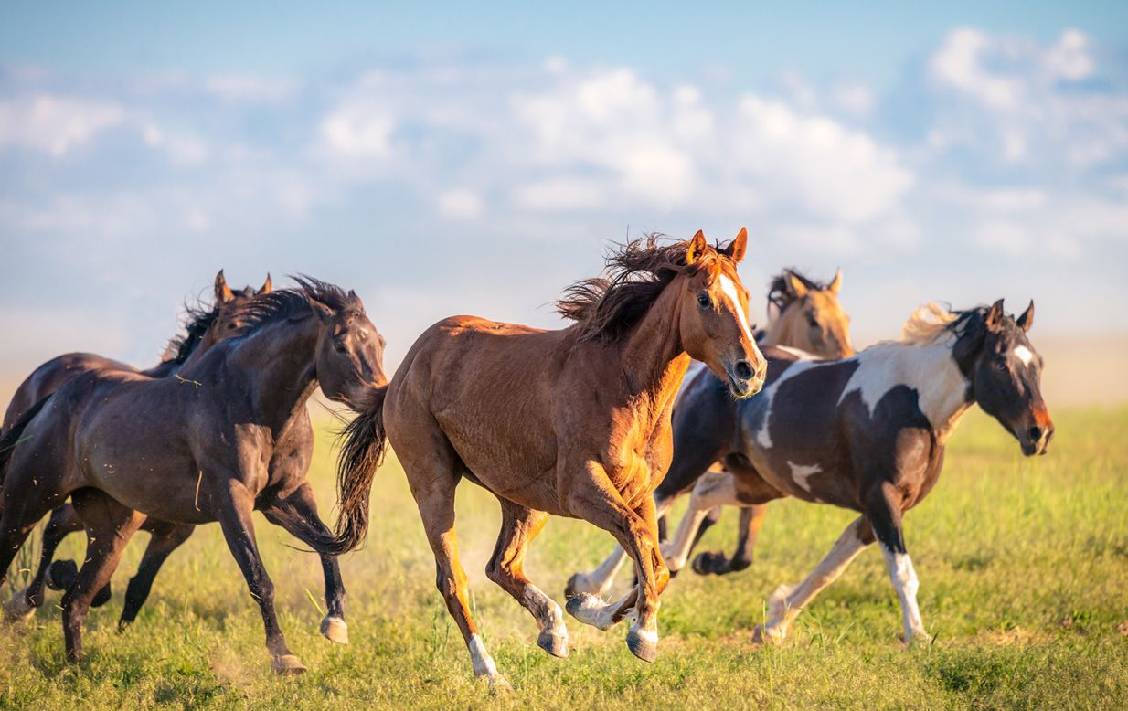 Horses are one of the few species outside of humans and primates that sweat to keep cool.