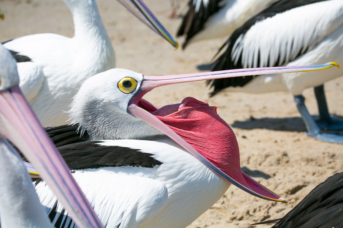 Pelicans and other birds use a technique called "gular fluttering," which sees them open their mouths and rapidly vibrate their moist throat membranes to cause evaporation.