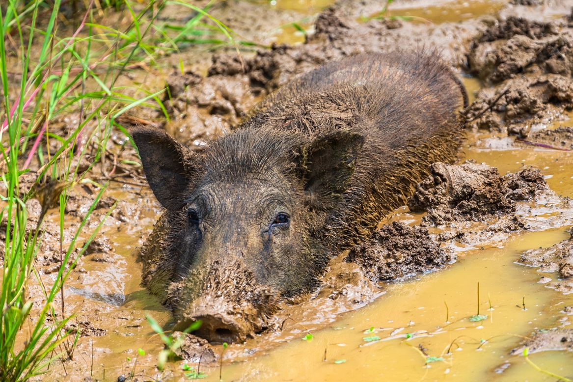 Wild boars are one of many species that wallow in mud to cool off. As the mud evaporates, it carries away body heat.