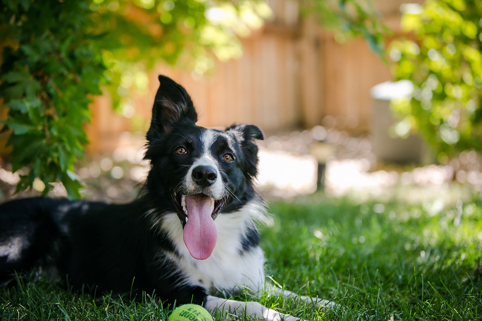 Pooping, splooting, spitting: How wild animals beat the heat