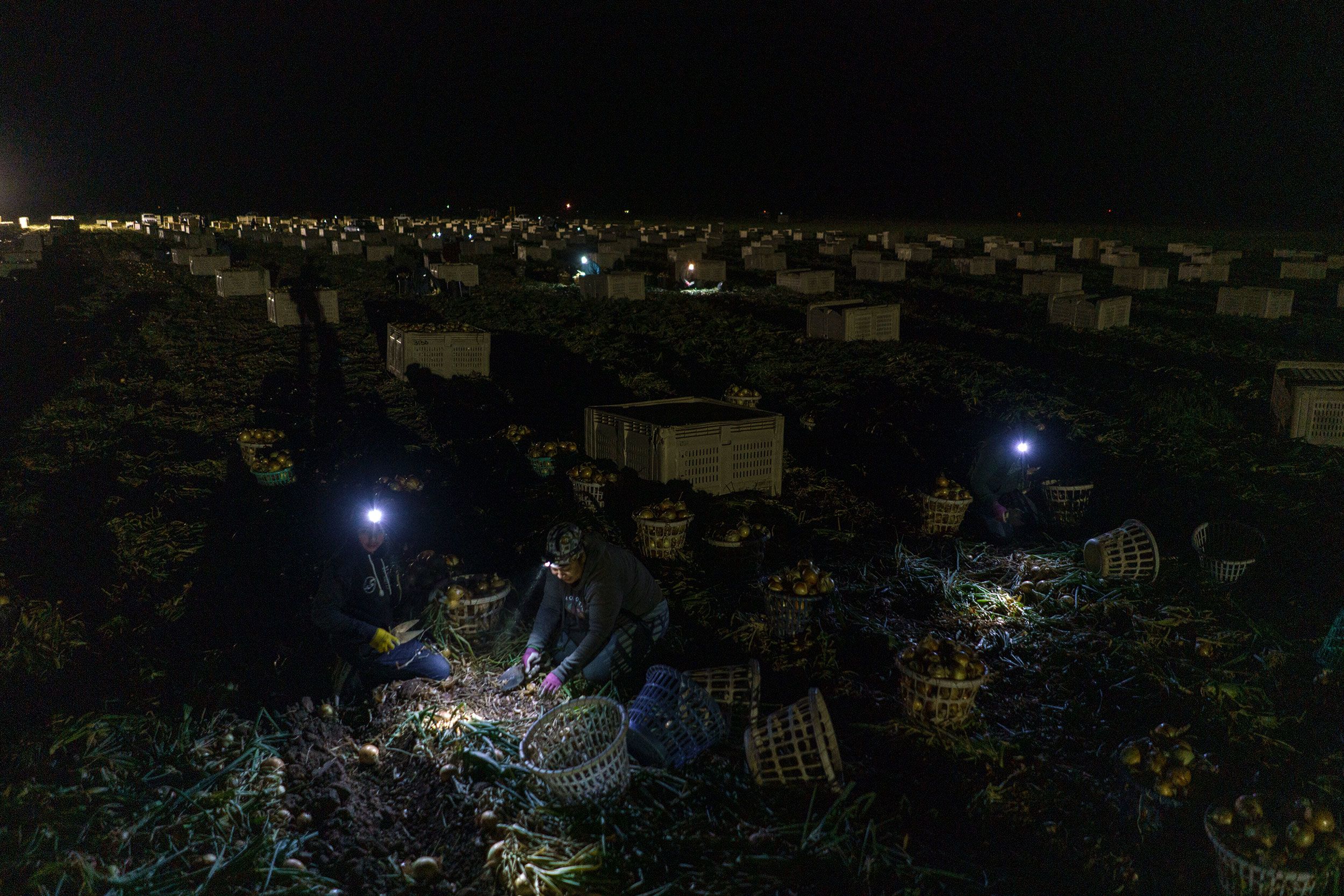 Workers harvest onions overnight in Salem, New Mexico, to avoid working in the heat of the day on July 18.