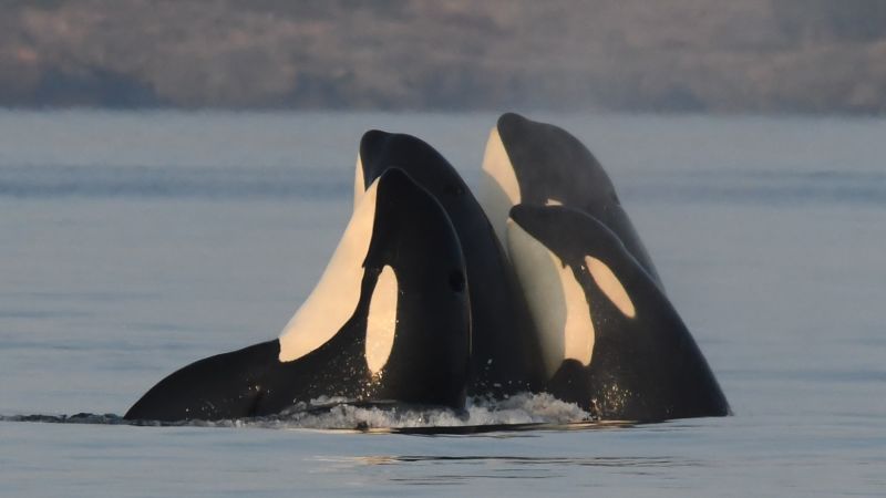 Why grandmother killer whales go through menopause