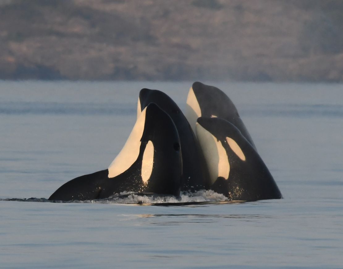 A group of orcas in the Southern Resident population spy-hop — akin to treading water — off the Pacific Northwest coast.