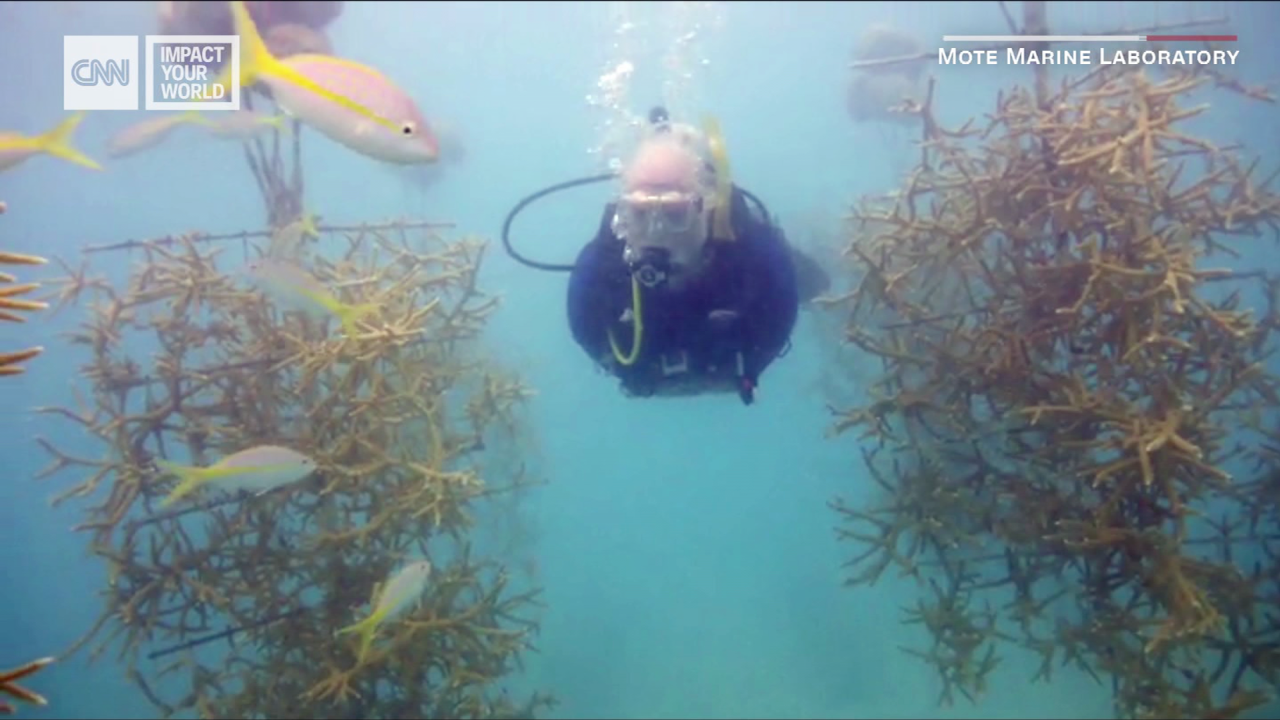 mote coral reefs reef sharks iyw_00012311.png