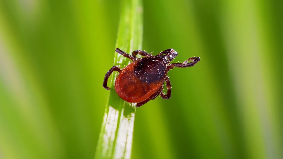 How to remove ticks and what to know about these bloodsuckers 