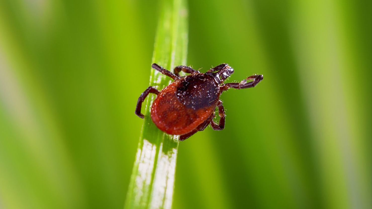 Some 84 species of ticks have been documented in the United States, with blacklegged ticks, also known as deer ticks, among the most common.