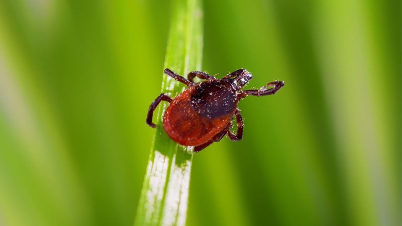 Tick ​​season: How to get rid of ticks and what you need to know about blood suckers