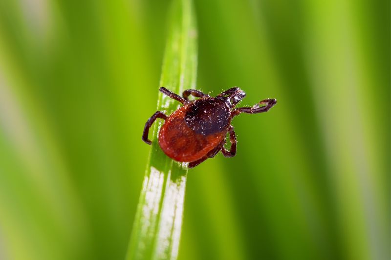 adult tick (Ixodes scapularis) on grass