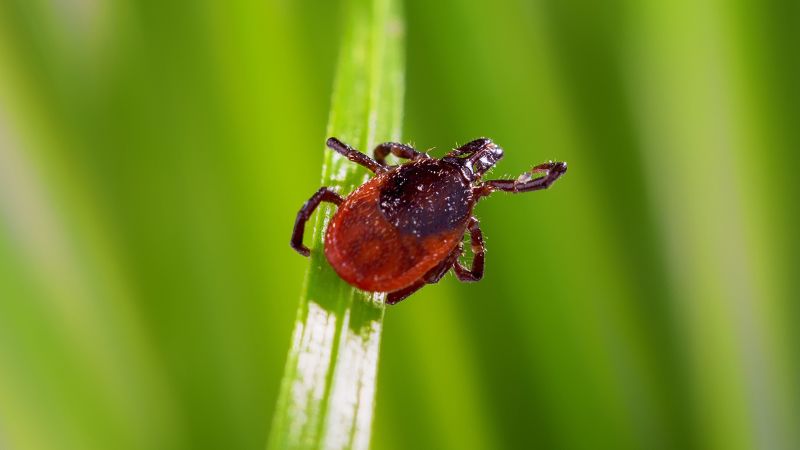 What you need to know about ticks