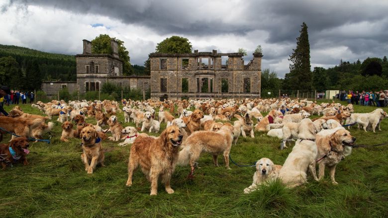 Golden Retrievers from all over the world pose for a group picture on the front lawn of Guisachan House, the ancestral home of the breed. Over 300 dogs (and owners!) gathered for the 2023 Guisachan Gathering. NYTCREDIT: Roddy Mackay for The New York Times