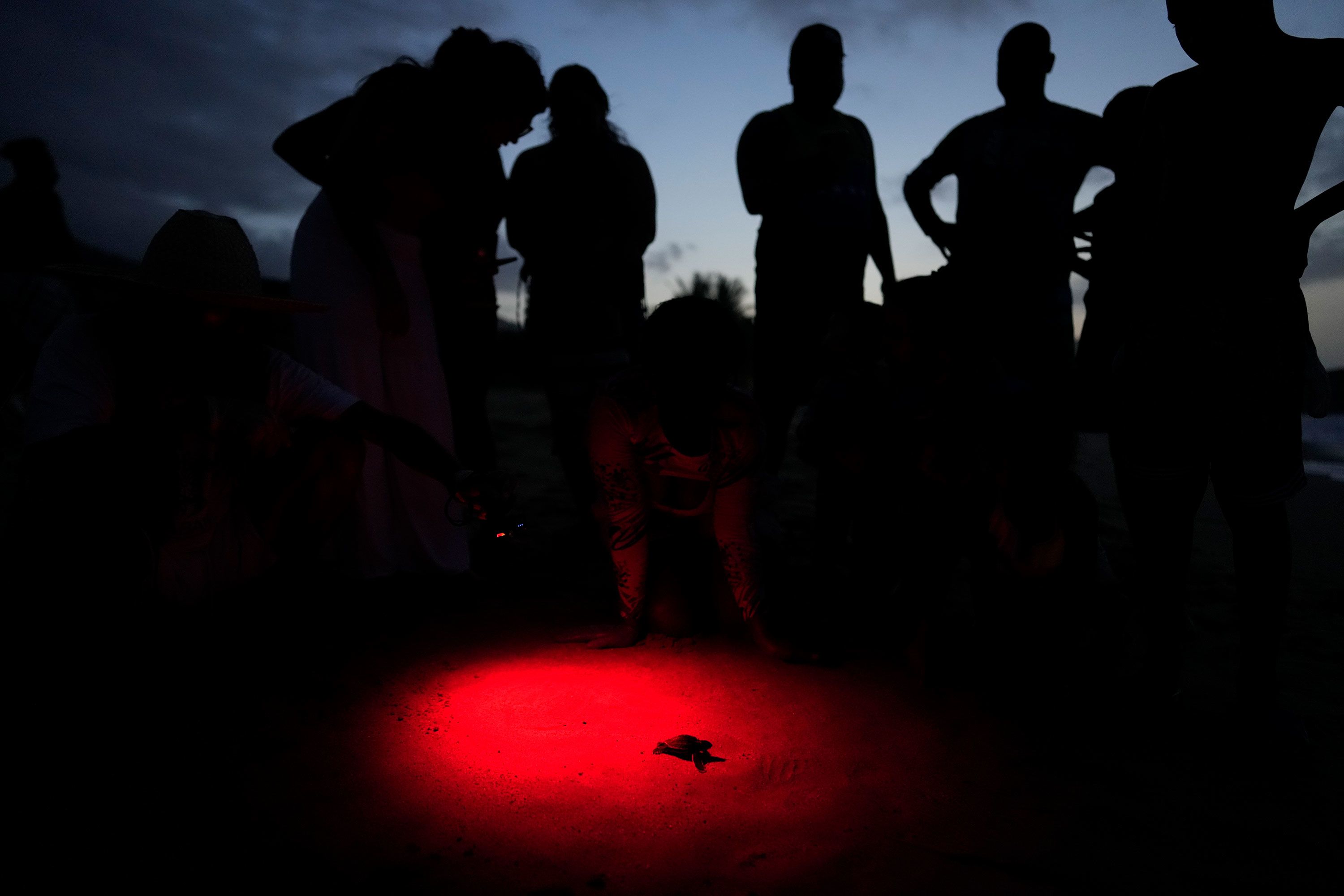 Sea turtle hatchling released.