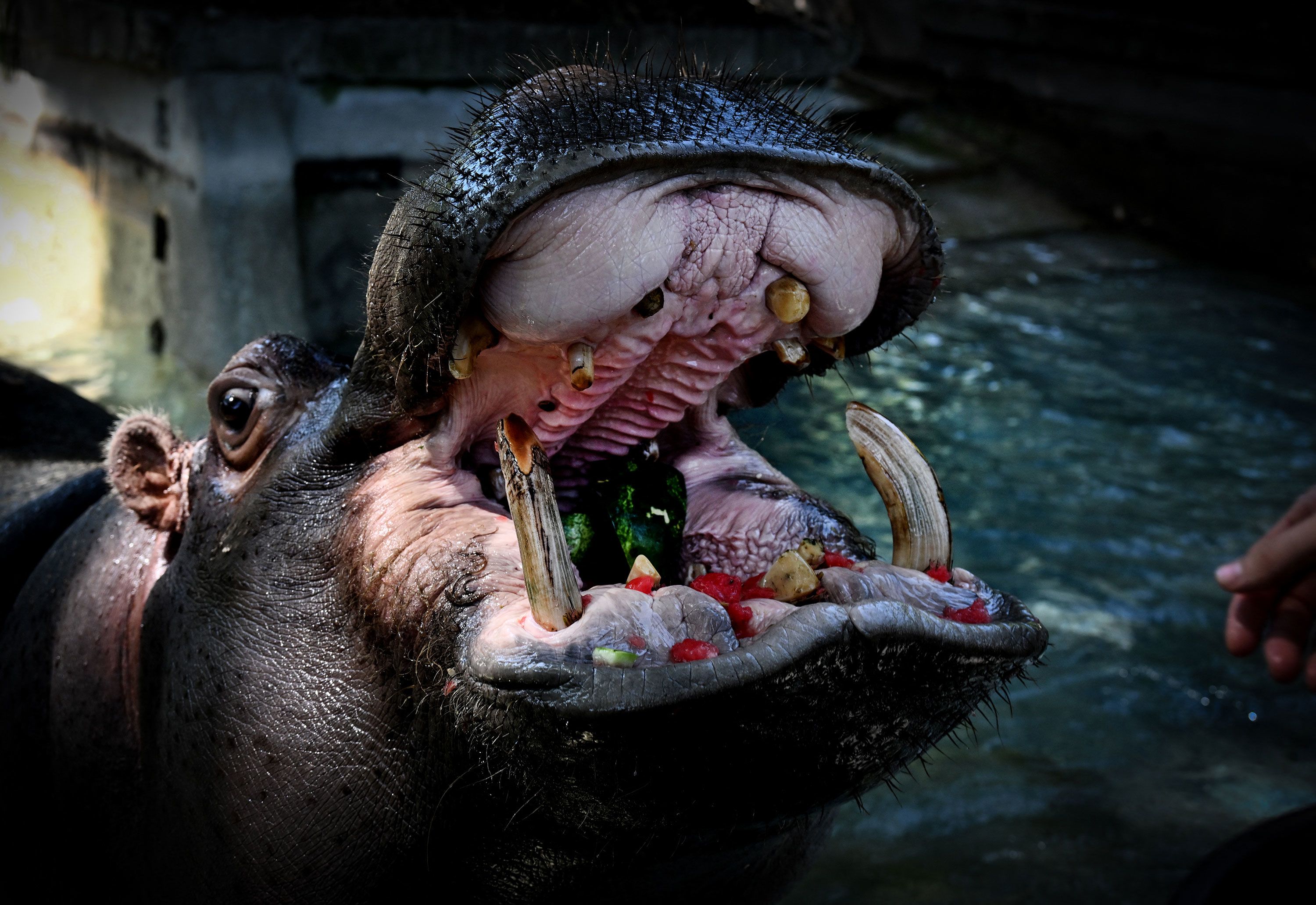 Hippopotamus eating watermelon.