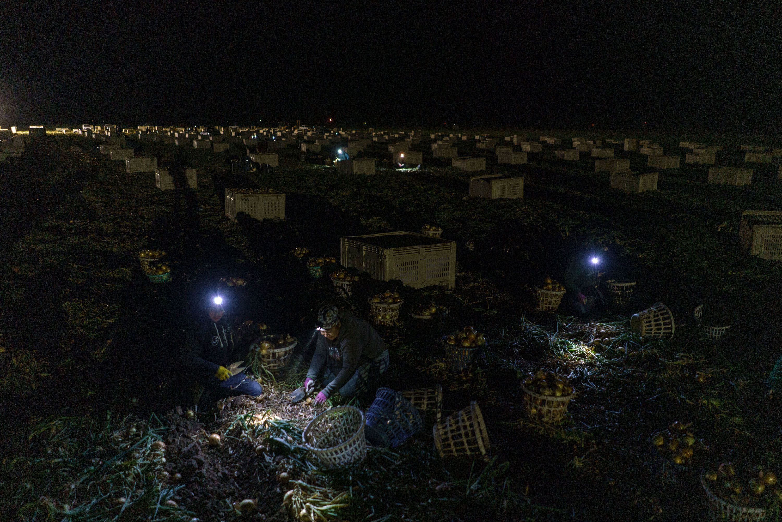 Onion harvest in New Mexico.