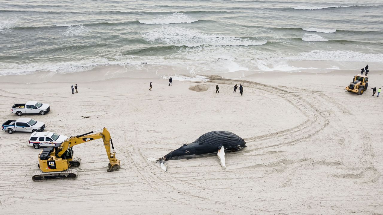 Emergency crews determine how to handle the carcass of a humpback whale that washed up on Lido Beach, New York, in late January.