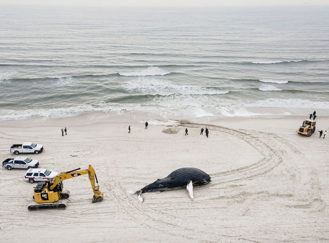Emergency crews determine how to handle the carcass of a humpback whale that washed up on Lido Beach, New York, in late January.