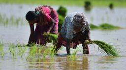 Women plant rice seedlings in a paddy field in Nagaon district of India's northeastern state of Assam, July 5, 2023. (Photo by Str/Xinhua via Getty Images)