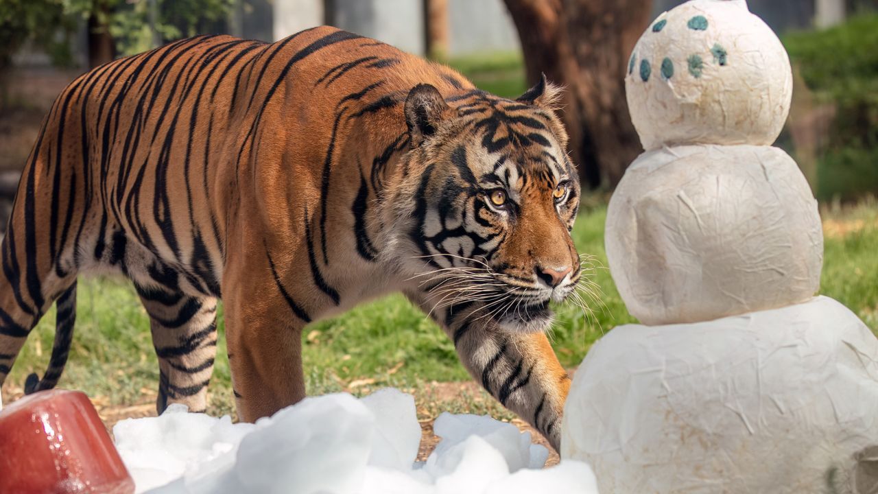 Female Sumatran tiger Joanne inspects a paper mâché snowman surrounded by snow and a bloodsicle on July 11.