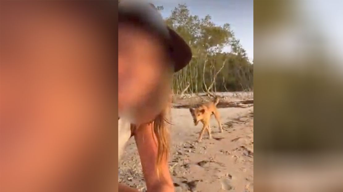 The dingo in this tourist's video clearly showed dominance-testing behaviour, authorities said.