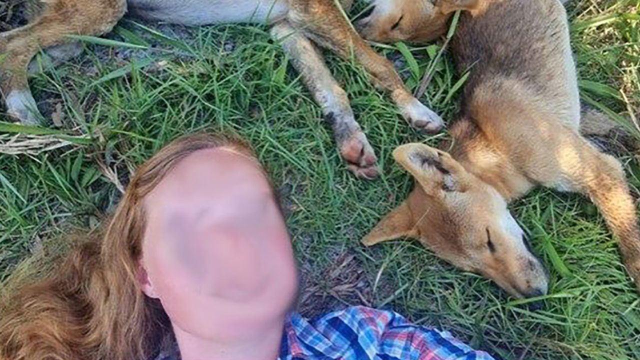 Queensland wildlife authorities said this tourist who posed for a selfie with dingo pups was lucky their mother was not nearby.