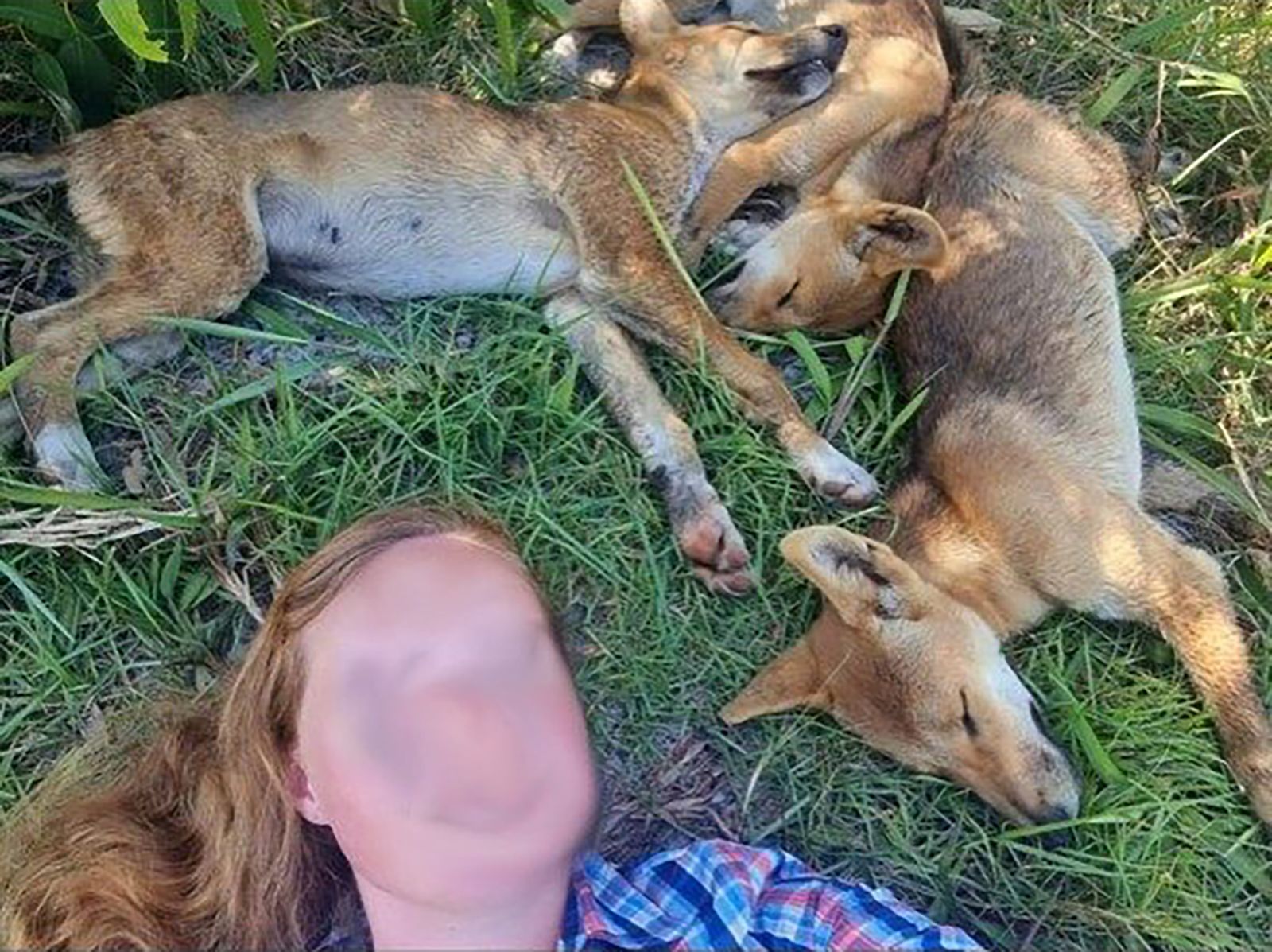 Australia: Tourists fined for dingo selfies as rangers warn of