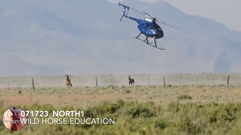 Animal advocates call for changes to wild horse wrangling following deaths during roundup in Nevada | CNN