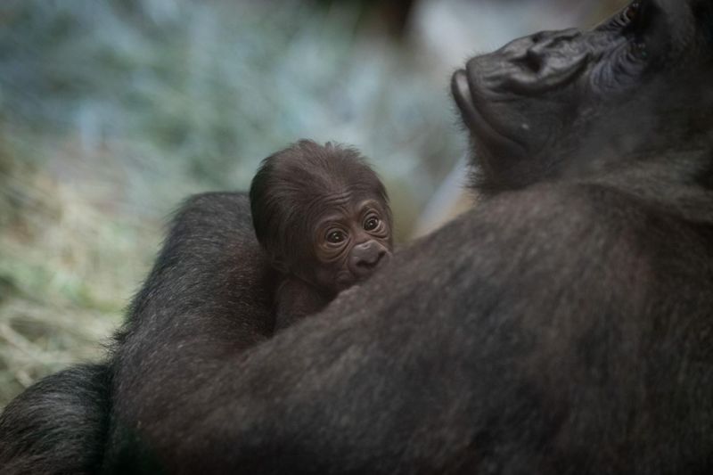Ohios Columbus Zoo thought this gorilla was a male -- then it gave birth to a baby