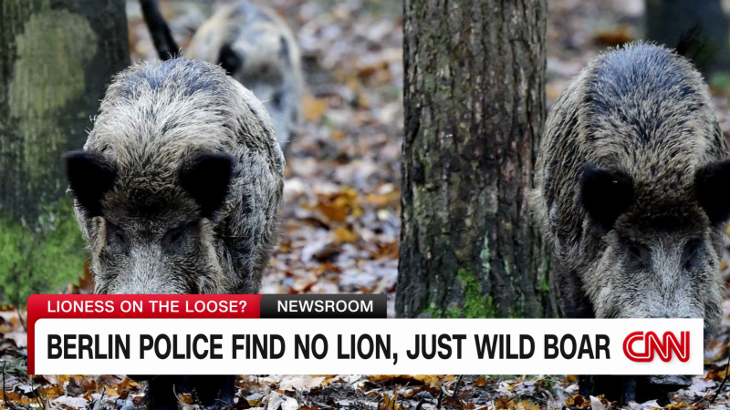 German officials end search for lioness, say only wild boar spotted | CNN
