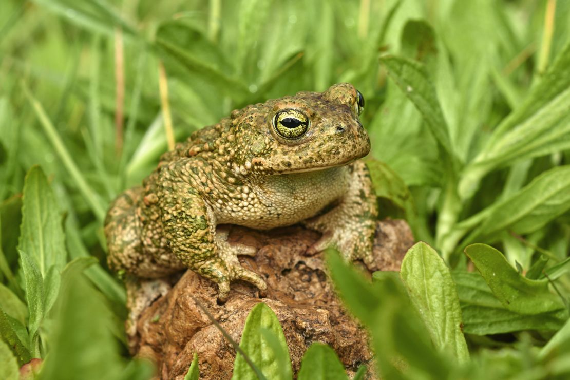 The natterjack toad is one of Britain's rarest amphibian species.