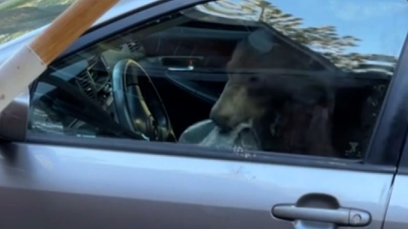 Video: Bear gets stuck inside car. Then this happens | CNN