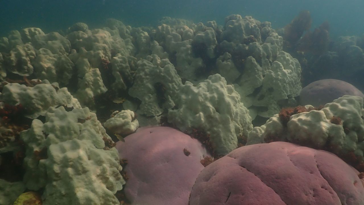 Blanqueamiento de coral visto en Cheeca Rocks frente a Islamorada en los Cayos de Florida.