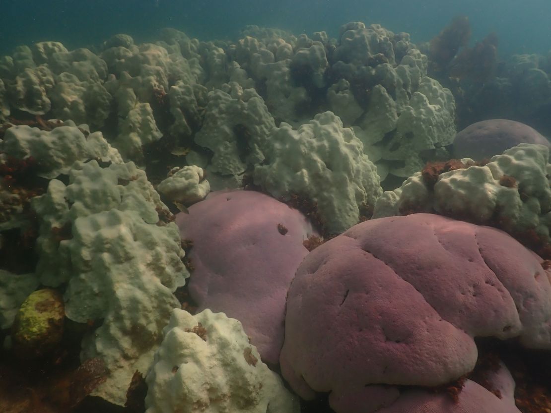 Coral bleaching as seen at Cheeca Rocks off Islamorada in the Florida Keys.