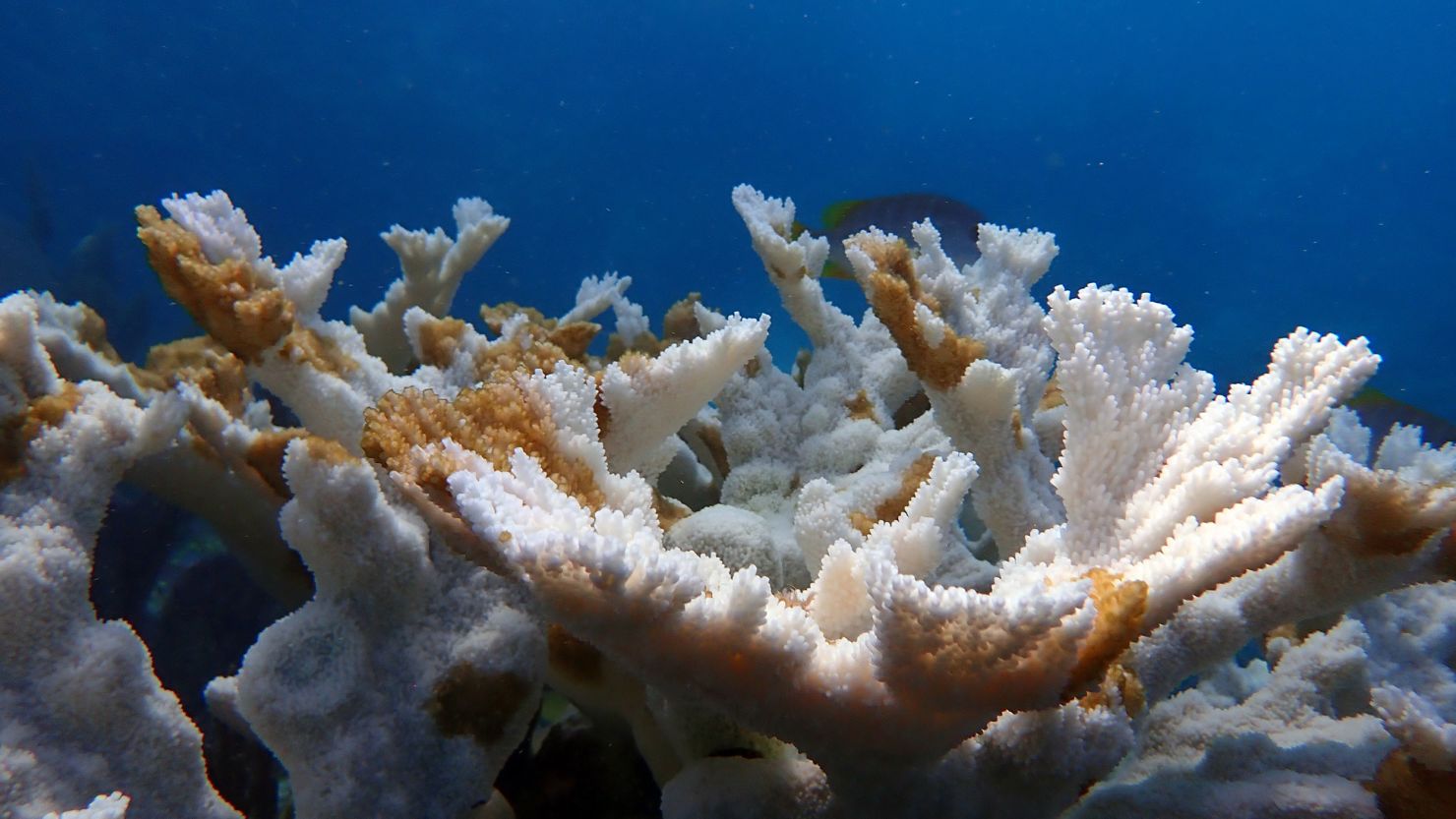 Bleached coral at Sombrero Reef near the Florida Keys in 2023.