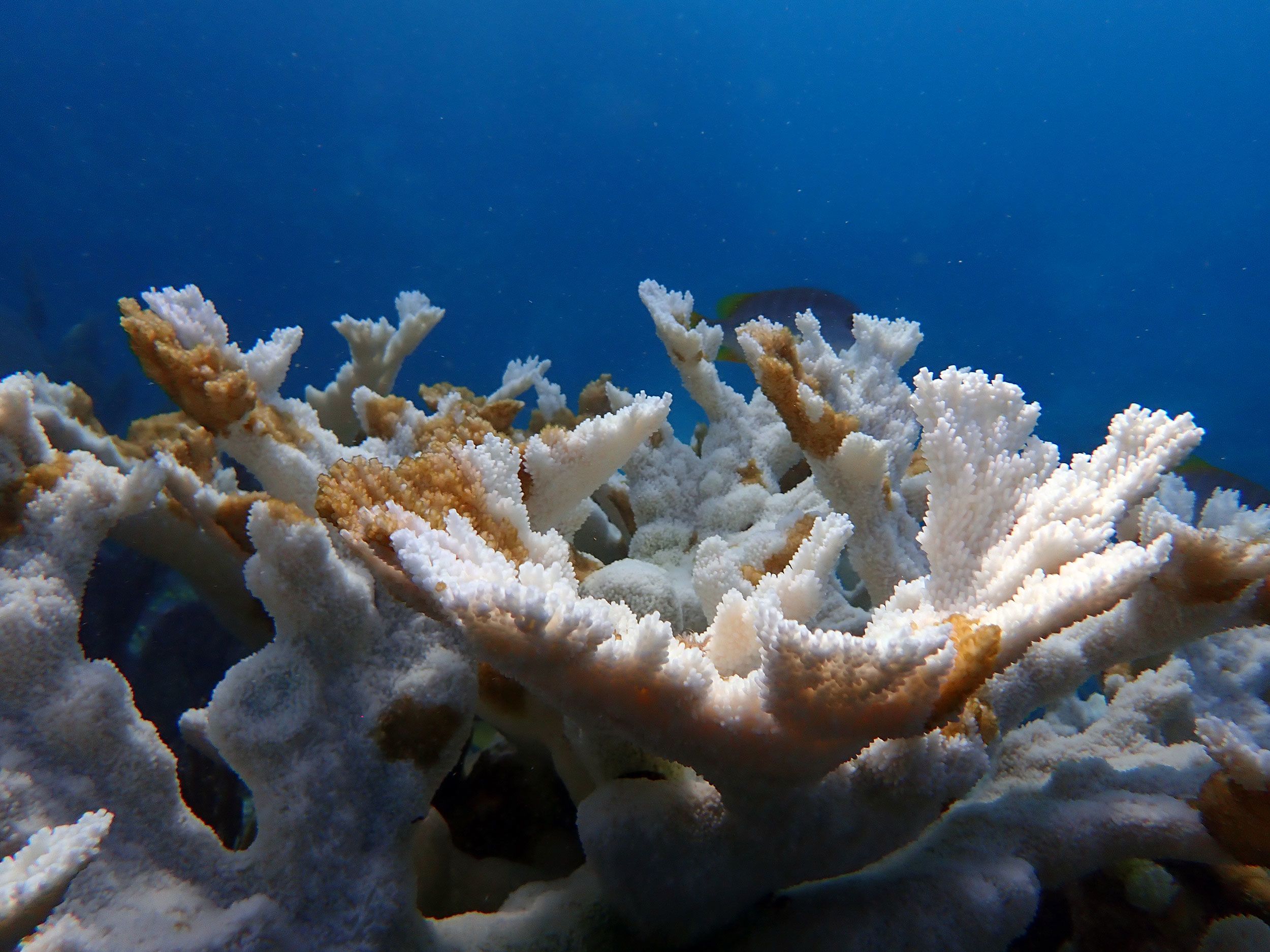 What is coral bleaching?