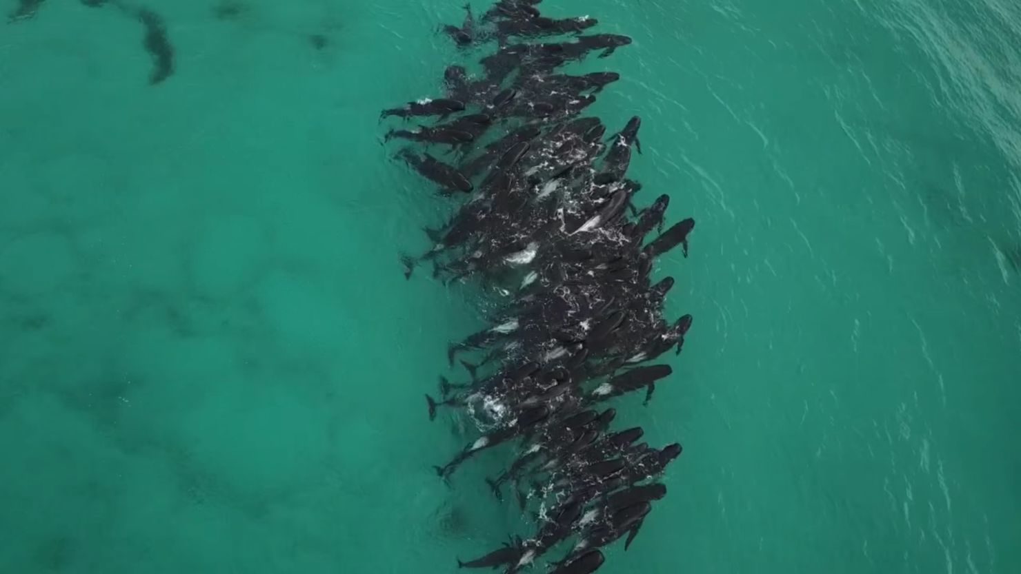 Wildlife officials and volunteers are racing to save dozens of whales  stuck off Cheynes Beach in Western Australia.