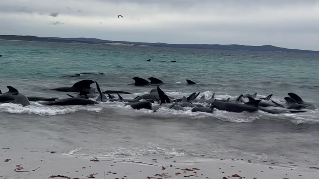 Cheynes Beach Officials makes 'hard decision' to euthanize whales in