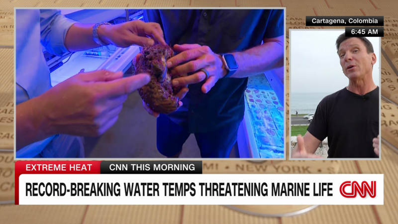 Record-breaking water temperatures affecting marine life | CNN